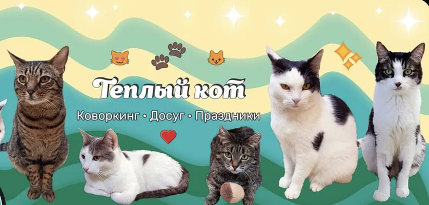 Тёплый кот - котокафе в Ульяновске